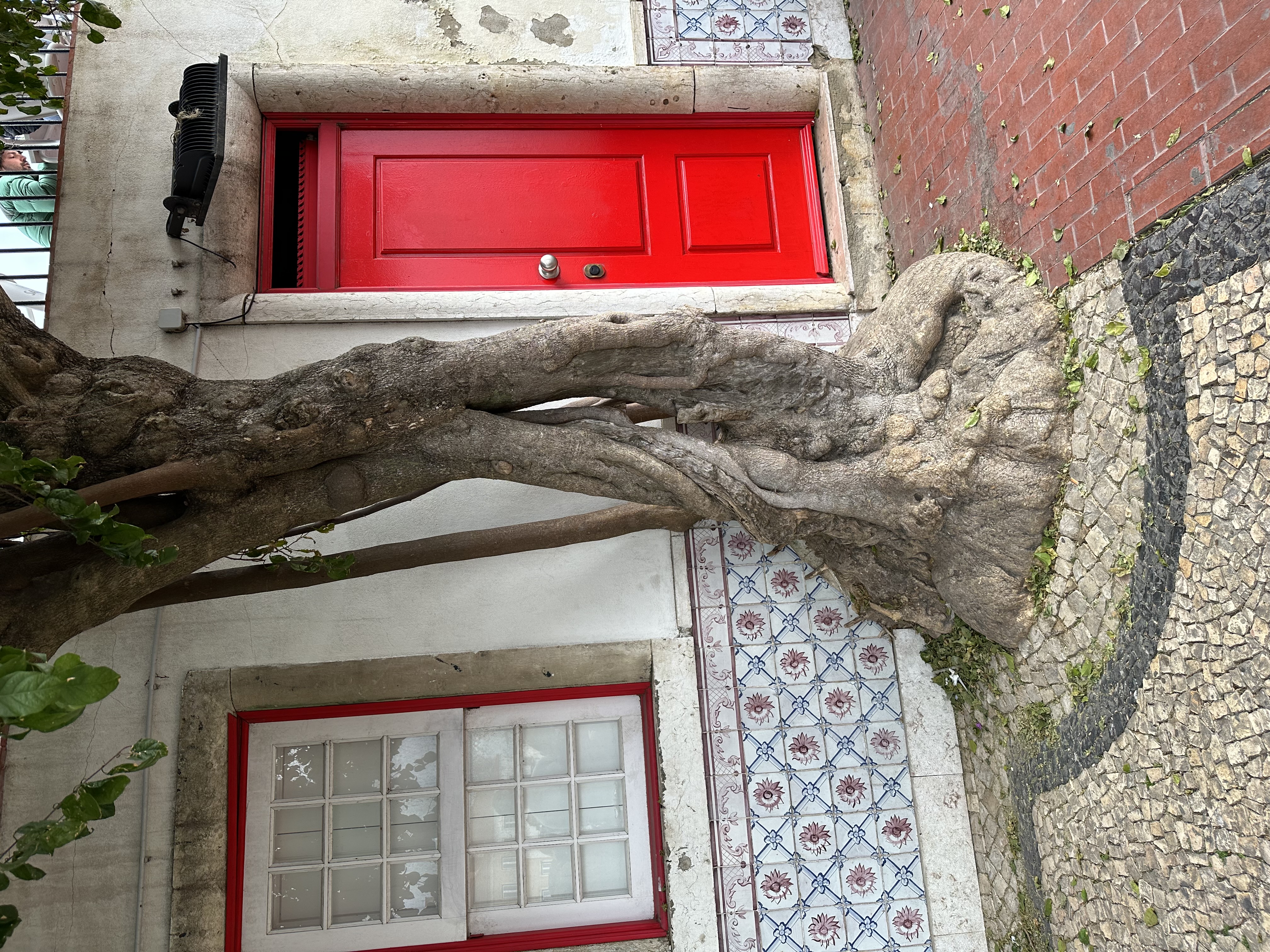 Red Tree Door